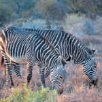 Mountain Zebra National Park,  Eastern Cape