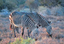 Mountain Zebra National Park, Eastern Cape