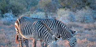 Mountain Zebra National Park, Eastern Cape