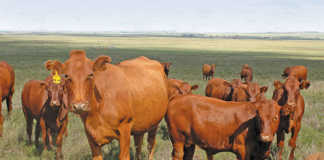 Cows-in-Veld