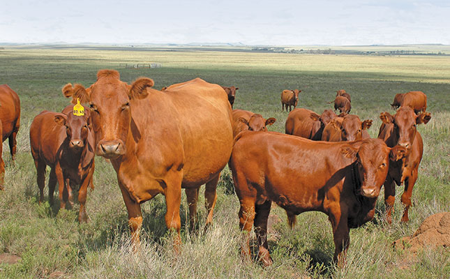 Cows-in-Veld