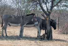 Donkeys put out of their misery in Zimbabwe