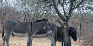 Donkeys put out of their misery in Zimbabwe