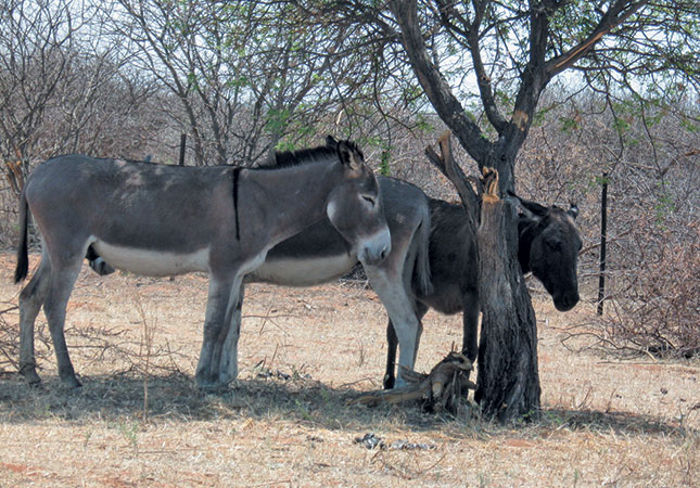 Donkeys put out of their misery in Zimbabwe Donkeys put out of their misery in Zimbabwe