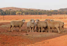 Understanding the basics of livestock farming