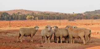 Understanding the basics of livestock farming