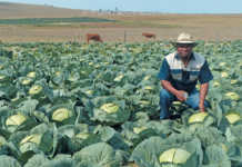 From a tiny plot to a thriving commercial farm