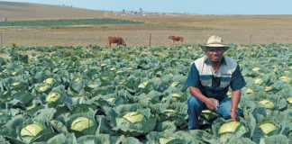 From a tiny plot to a thriving commercial farm