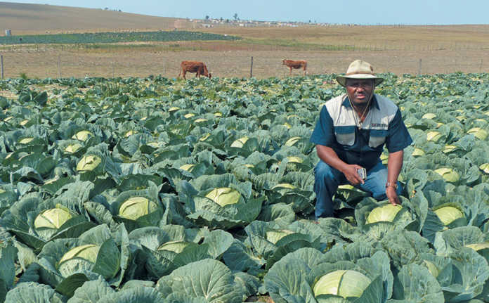 Of cabbages and cows: increasing agricultural yields in 