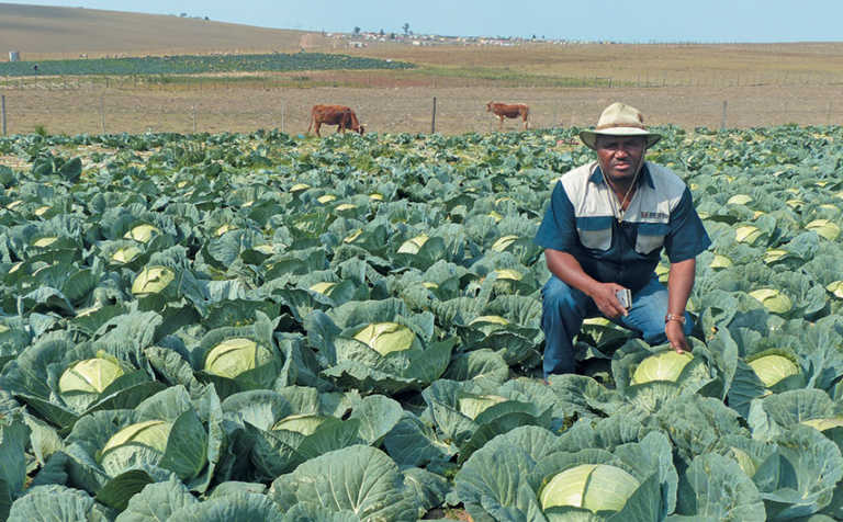 From a tiny plot to a thriving commercial farm