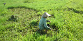 Climate change is creating a migrant crisis in Vietnam