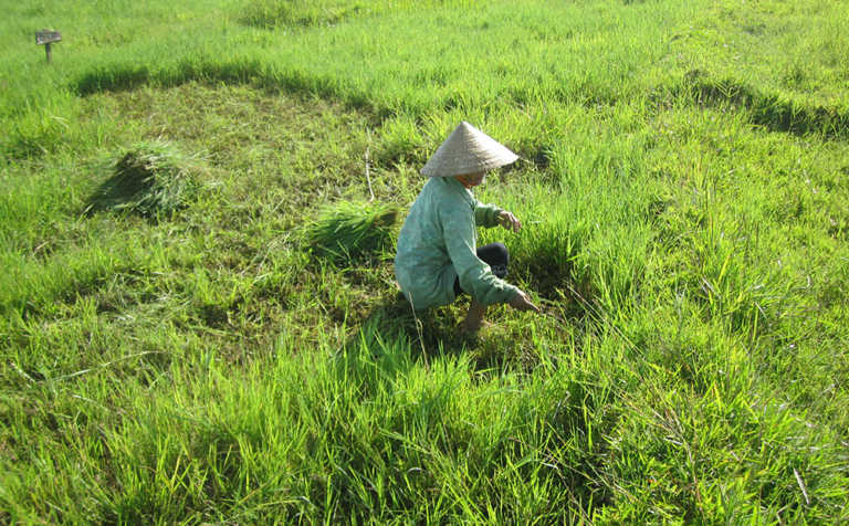 Climate change is creating a migrant crisis in Vietnam Climate change is creating a migrant crisis in Vietnam