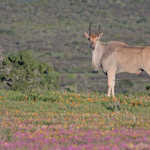 West-Coast-National-Park-eland