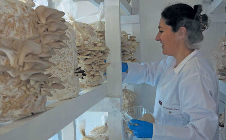 Oyster mushroom farming: an affordable start-up