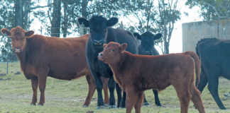 Imported genetics: a winning strategy for top Angus breeder