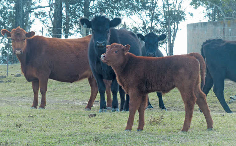 Imported genetics: a winning strategy for top Angus breeder