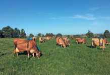 Correct feeding can slash dairy cows’ methane emissions by 30%