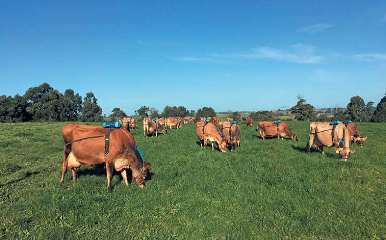 Correct feeding can slash dairy cows’ methane emissions by 30%