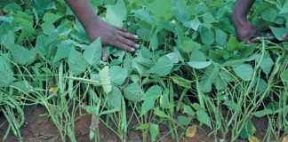 Producing pulses: the benefits do outweigh the costs