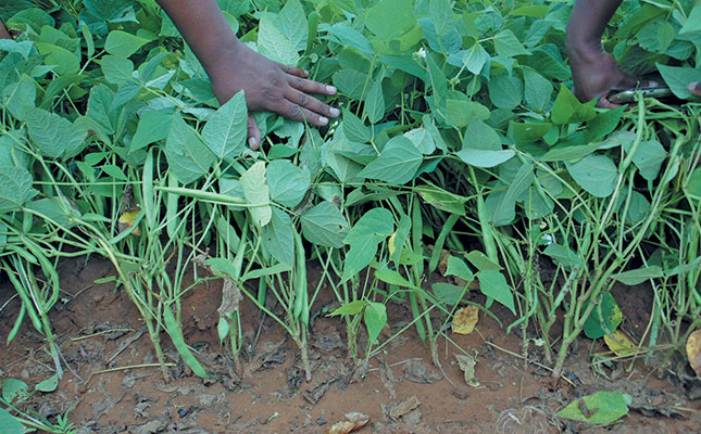 Producing pulses: the benefits do outweigh the costs