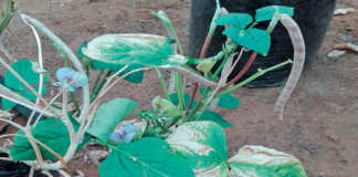 Bacterial blight of cowpeas