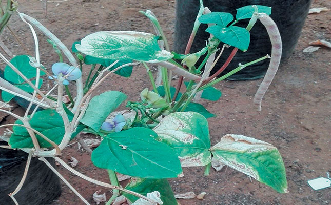 Bacterial blight of cowpeas