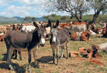 Donkey farming: opportunity or threat?