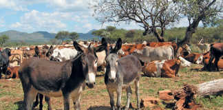 Donkey farming: opportunity or threat?