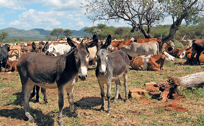 Donkey farming: opportunity or threat?