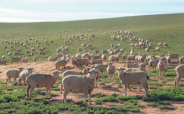 Sheep adapt readily to a drone – US study