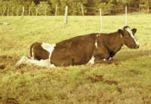 Why can’t that cow stand up?