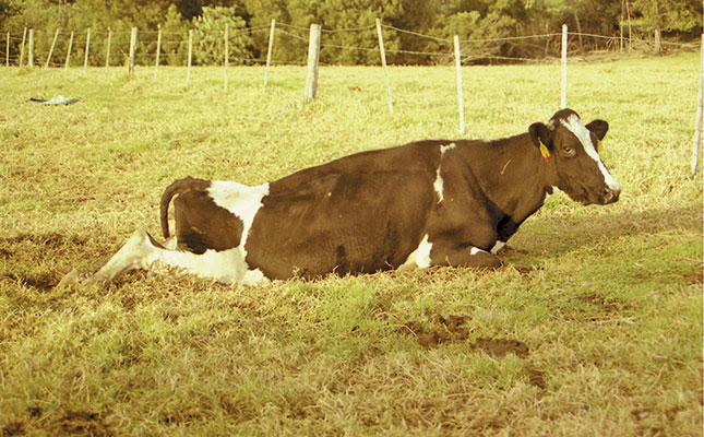 Why can’t that cow stand up? Why can’t that cow stand up?