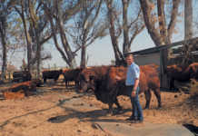 Top young breeder takes Angus to new heights