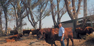 Top young breeder takes Angus to new heights