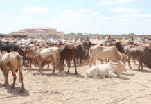 Huge livestock losses may worsen food security in Somalia