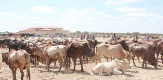 Huge livestock losses may worsen food security in Somalia