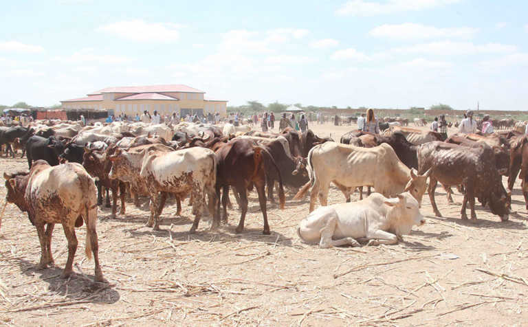 Huge livestock losses may worsen food security in Somalia