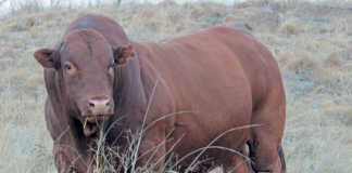 Want a profitable bull? Do your homework first!