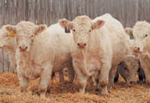 Small-herd stud farming is big business in Canada