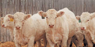 Small-herd stud farming is big business in Canada