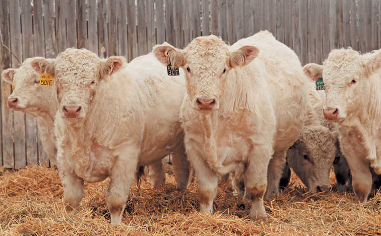 Small-herd stud farming is big business in Canada Small-herd stud farming is big business in Canada