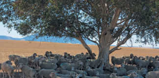 Farming & conservation go hand- in- hand on Swartland farm