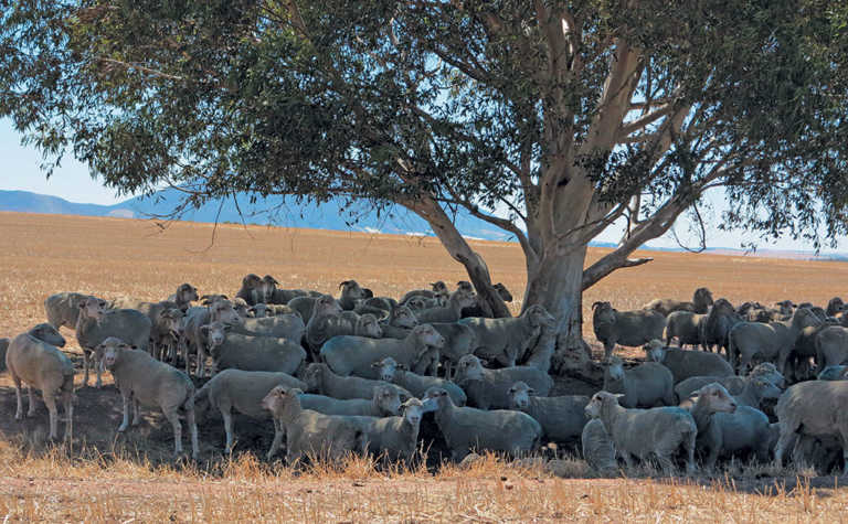 Farming & conservation go hand-in-hand on Swartland farm Farming & conservation go hand-in-hand on Swartland farm