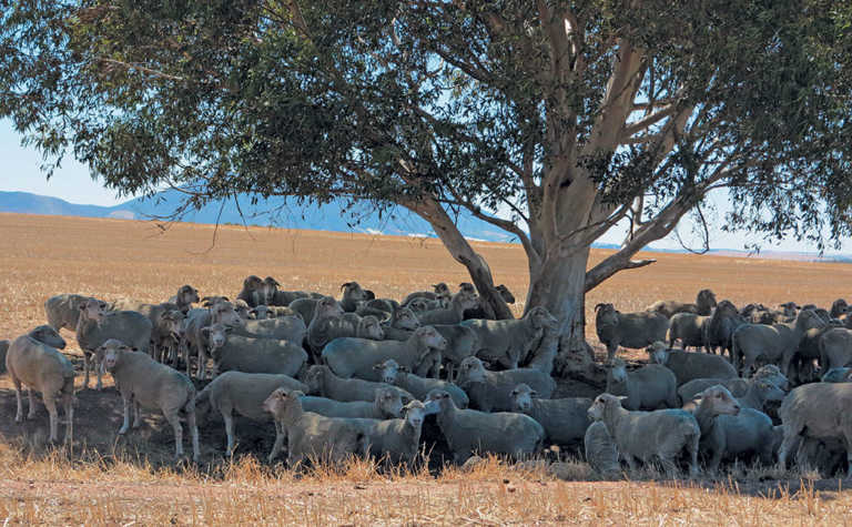 Farming & conservation go hand-in-hand on Swartland farm