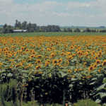 Sunflower-crop