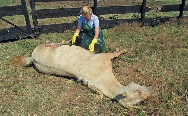 What is African horse sickness?