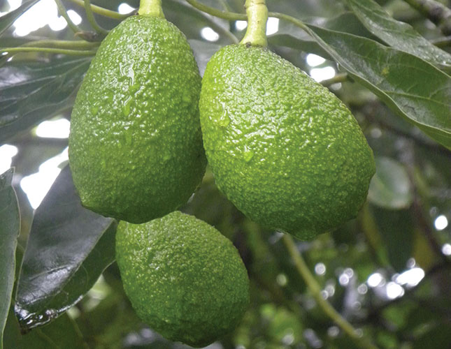 Litchis & avos: using precision farming to improve yields Litchis & avos: using precision farming to improve yields