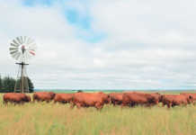Single-step genomics: a game changer for livestock breeding