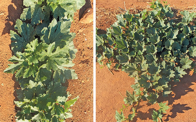 Learning about cucurbits