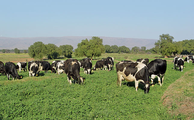 New Zealand government to cull more than 22 000 cattle